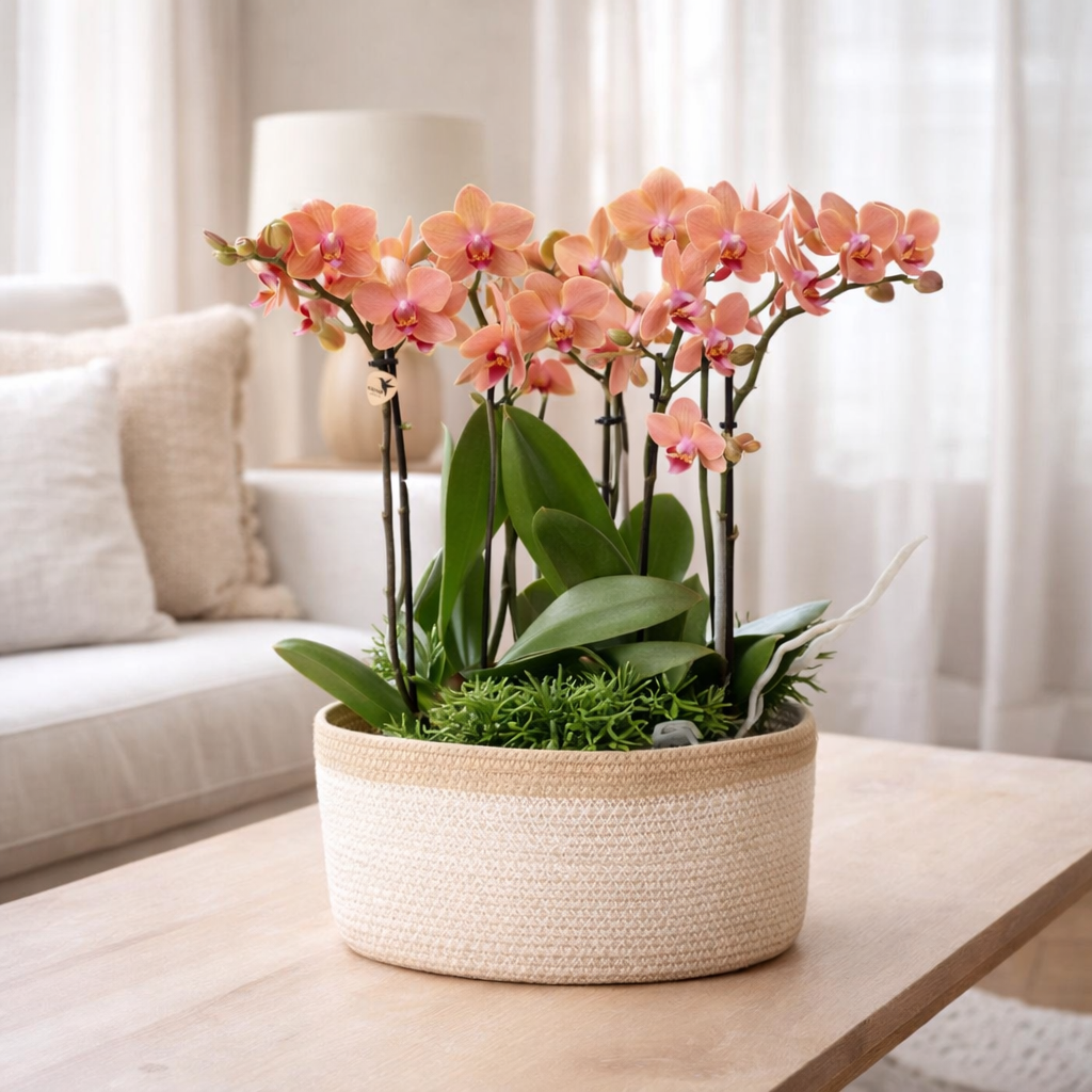 Orchidées Kolibri | Plante orange Section dans le panier en coton incl. Trois orchidées oranges Bolzano 9cm et trois plantes vertes | Bouquet de jungle orange avec réservoir d'eau époustouflante en situation