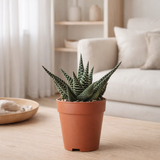 Kolibri Greens | Plante verte - succulent Haworthia Royal Highnness Pot Taille Ø9cm | Plant de logement vert - frais du producteur en situation