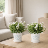 2x Campanula Addenda Ambella White à Malaga Pots décoratifs - Pot Taille 12cm - Vers tension - Hardy en situation