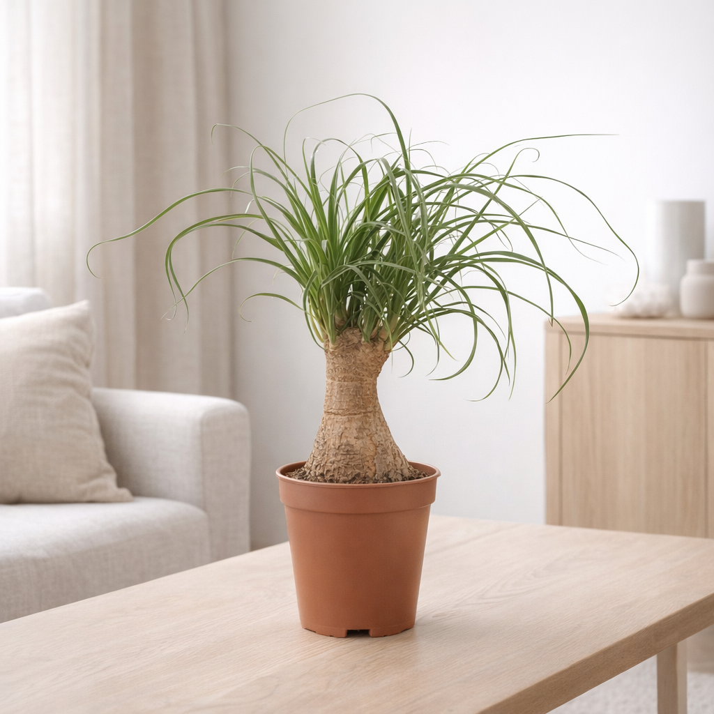 Plante verte Beaucarnea d'intérieur Ø9 cm en situation