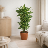 Dracaena Côte Dorée - Ø27cm - ↕110cm en situation