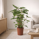 Homalomena Rubescens Maggy - Ø24cm - ↕90cm en situation