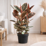 Ficus Belize - Ø27cm - ↕80cm en situation