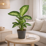 Dieffenbachia Reeva - Ø17cm - ↕50cm en situation