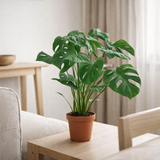 Monstera Deliciosa - Plante en trou - Ø21cm - ↕65cm en situation