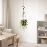 Merle Ceropegia - Ø14cm - ↕50cm en situation