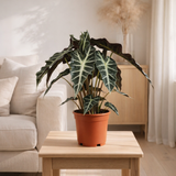 Alocasia Polly - Ø17cm - ↕45cm en situation