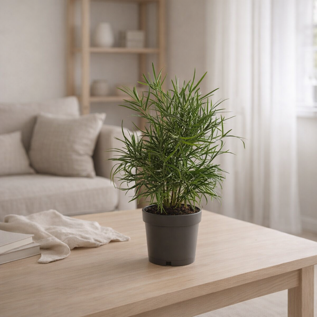 Asperges Falcatus - Ø12cm - ↕30cm en situation