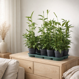 Dracaena Surculosa - Ø17cm - ↕60cm en situation