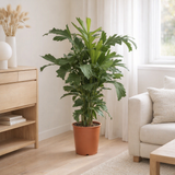 Caryota Mitis - Ø24cm - ↕110cm en situation