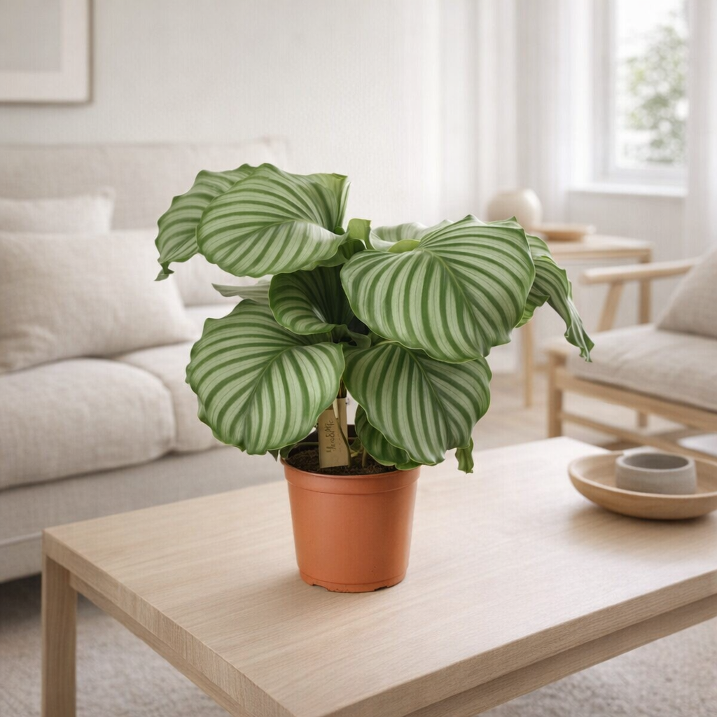 Calathea Orbifolia - Ø21cm - ↕55cm en situation