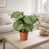 Calathea Orbifolia - Ø21cm - ↕55cm en situation