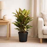 Cordyline Fruticosa Kiwi - Ø19cm - ↕55cm en situation