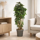 Polyscias Fabien - Ø24cm - ↕90cm en situation