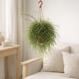Rhipsalis Fair - Ø14 ↕35 en situation
