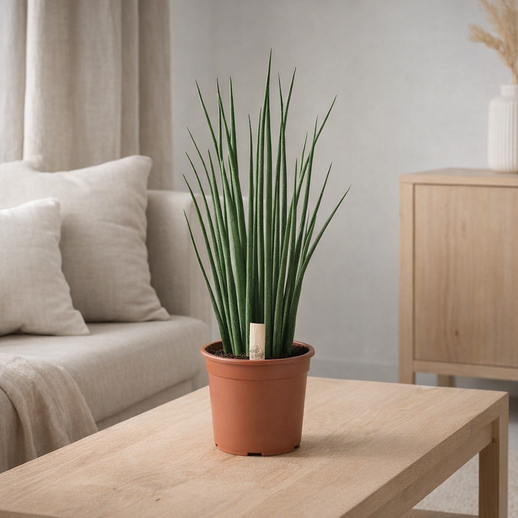 Sansevieria Mikado - Ø19cm - ↕70cm en situation