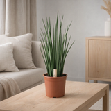 Sansevieria Mikado - Ø19cm - ↕70cm en situation