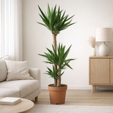 Yucca - Ø27 ↕130 en situation