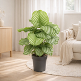 Calathea Orbifolia - Ø24cm - ↕70cm en situation