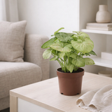 Syngonium confetti de lait en pot Ø12 cm en situation
