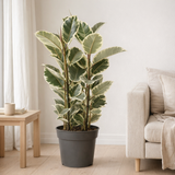 Ficus Elastica Tineke - Ø27cm - ↕100cm en situation