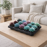 Echeveria Colored Metallic Mix - 16 pièces - Ø6cm - ↕8cm en situation
