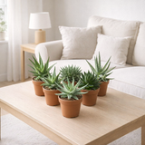 Mélange d'Aloe - 6 pièces - Ø10,5cm - ↕14cm en situation