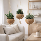 Kokodama Aloe Mix - 3 pièces - Ø15cm - ↕25cm en situation