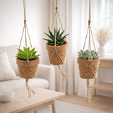 Kokopot String Succuculehnt Mix - 3 stuks - Ø10cm - ↕15cm en situation