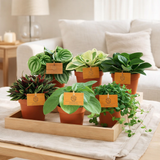 Tailles de Peperomia - 6 pièces - Ø12cm - ↕20cm en situation
