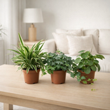 Mélange vert Chlorophytum, Hedera, Pilea - 3 pièces - Ø13cm - ↕35cm en situation