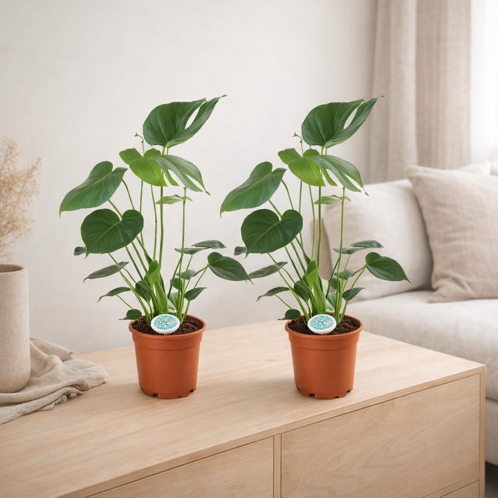Monstera Deliciosa - 2 pièces - Ø14cm - ↕45cm en situation