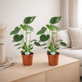 Monstera Deliciosa - 2 pièces - Ø14cm - ↕45cm en situation