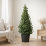 Picea glauca 'Décembre' - Ø26 cm - ↕100 cm en situation