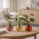 Lot de 3 anthuriums 3 couleurs - Ø12 cm - ↕30 cm en situation