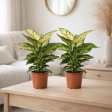 Dieffenbachia Mars - 2 pièces - Ø17cm - ↕50cm en situation
