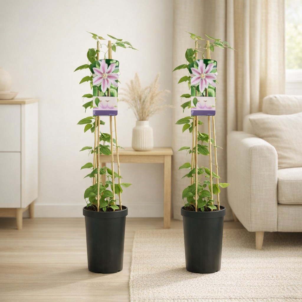 Clematis Nelly Moser - 2 pièces - Ø17cm - ↕75cm en situation