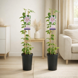 Clematis Nelly Moser - 2 pièces - Ø17cm - ↕75cm en situation