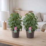 Salvia Salgo Strawberry Lake - 2 pièces - Ø17cm - ↕50 cm en situation