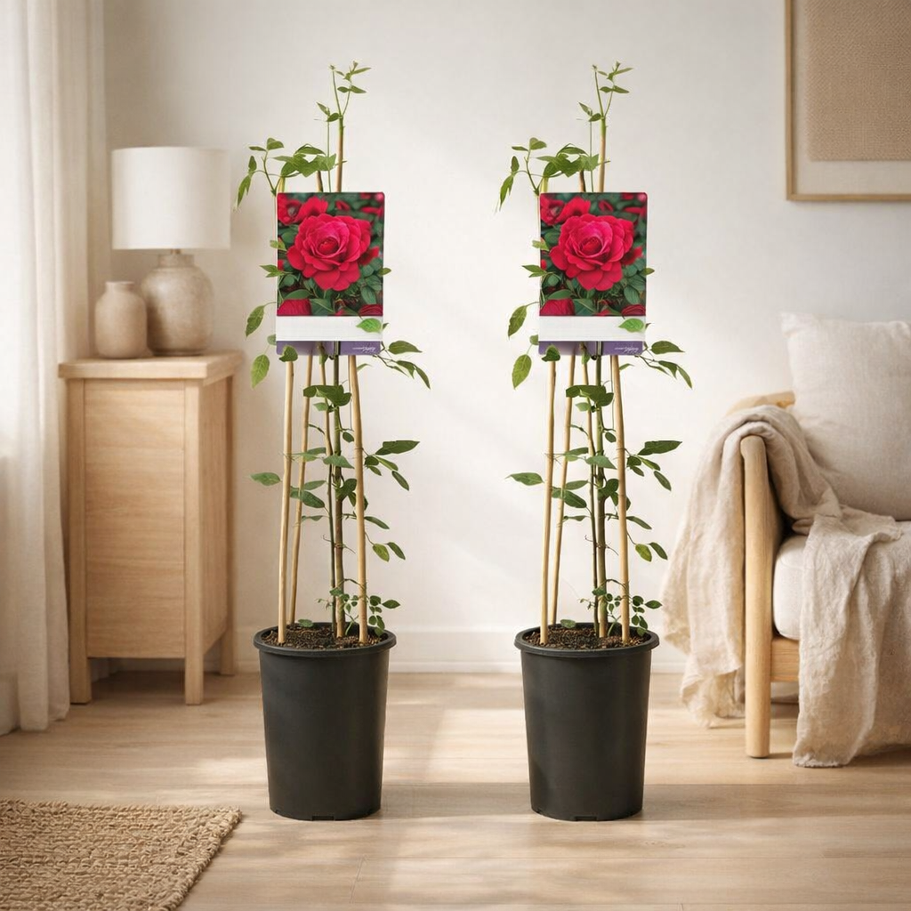Rosa Paul's Scarlet Climber - 2 pièces - Ø17cm - ↕75cm en situation