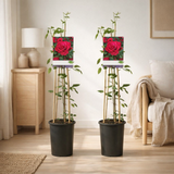 Rosa Paul's Scarlet Climber - 2 pièces - Ø17cm - ↕75cm en situation