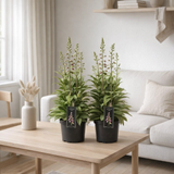 Lot de 2 plantes Digitalis rose Ø19 cm en situation