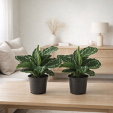 Lot de 2 plantes Calathea roseopicta verte Ø14 cm en situation