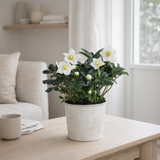 Helleborus Niger 'Christmas Carol Early' XL en pot zinc en situation