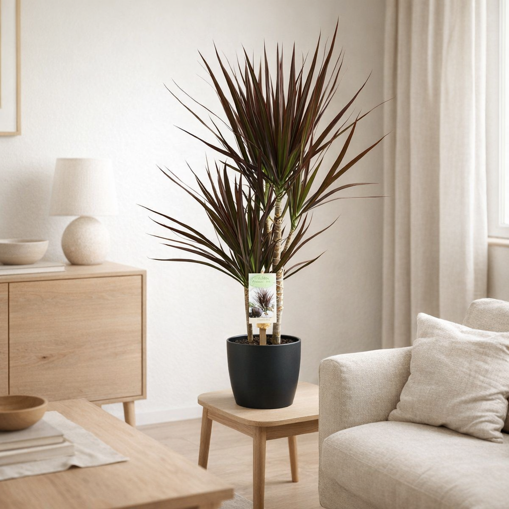 Dracaena Magenta - Ø17cm - ↕80cm + pot Bruxelles D18x17cm - anthracite en situation