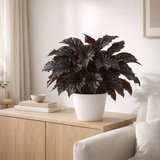 Begonia Old avec pot en résine blanc en situation