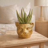 Aloe hybride avec pot léopard doré en situation