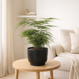 Asparagus Setaceus - Ø12cm - ↕35cm + Pot Potenza D13x11cm - Noir en situation