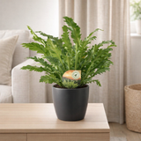 Asplenium Campio - Ø17cm - ↕50cm + pot Bruxelles D18x17cm - anthracite en situation