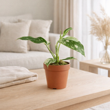 Philodendron White Princess Ø12 cm en situation